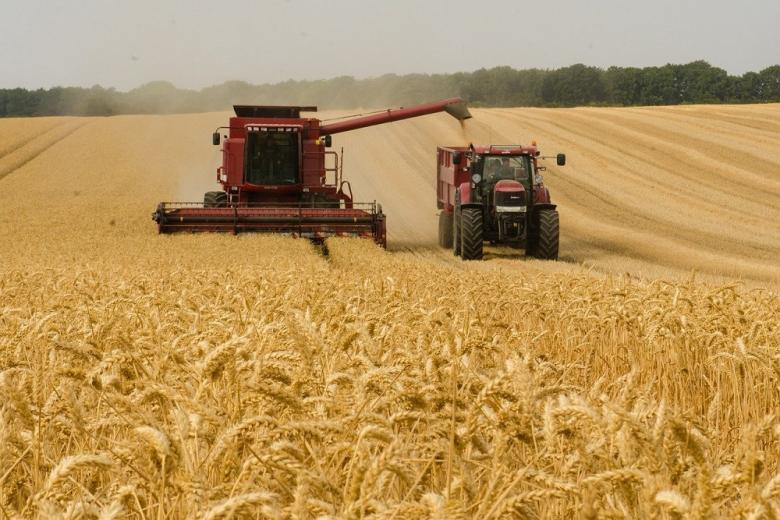 «Русагротранс» оценил сбор и экспорт российского зерна в 2024 году
